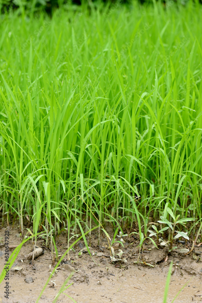 Obraz premium closeup the bunch green ripe paddy plant soil heap and growing in the farm with water drops soft focus natural green brown background.