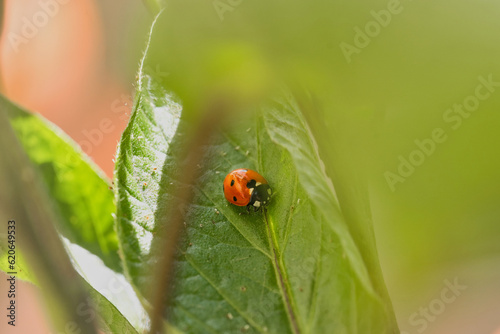 Ladybug sits on the leaf of a pear melon