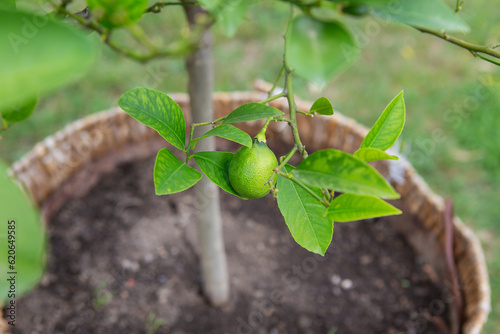 Green lime on the tree, excellent source of vitamin C. Agriculture. photo