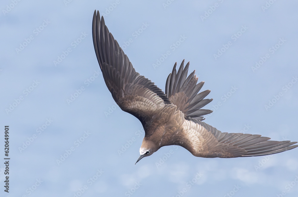 Fototapeta premium Brown Noddy, Anous stolidus, in flight