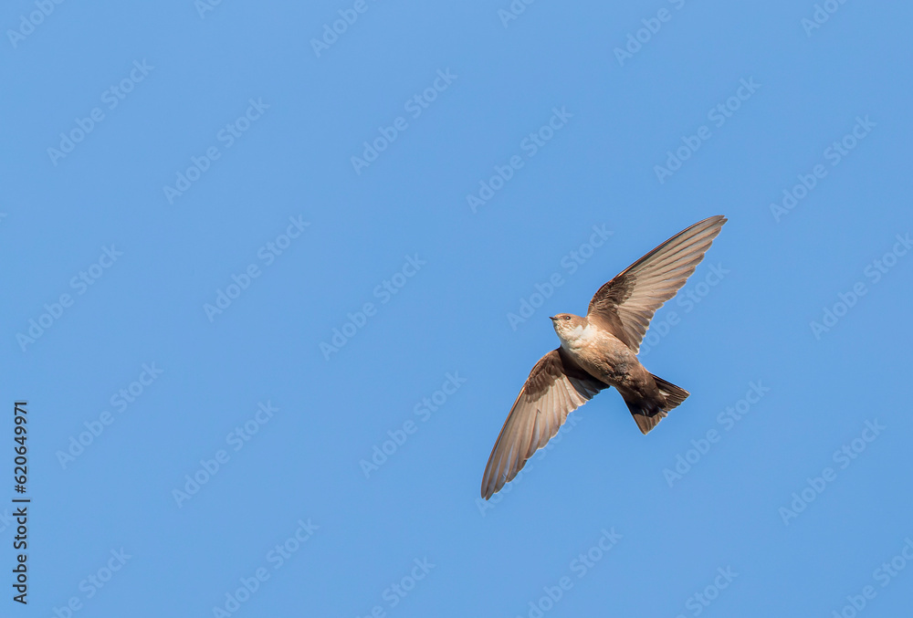Crag Martin, Ptyonoprogne rupestris