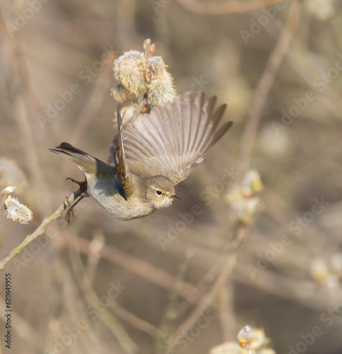 Common Chiffchaff, Phylloscopus collybita photo