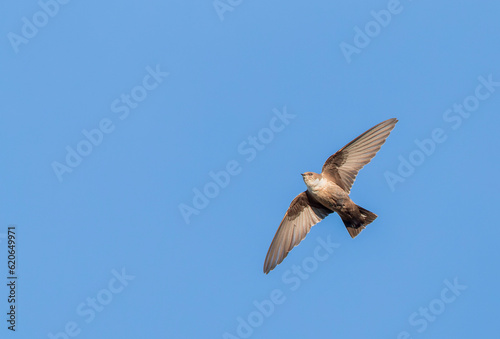 Obraz na płótnie Crag Martin, Ptyonoprogne rupestris w salonie