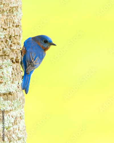 Eastern Bluebird, Sialia sialis bermudensis photo