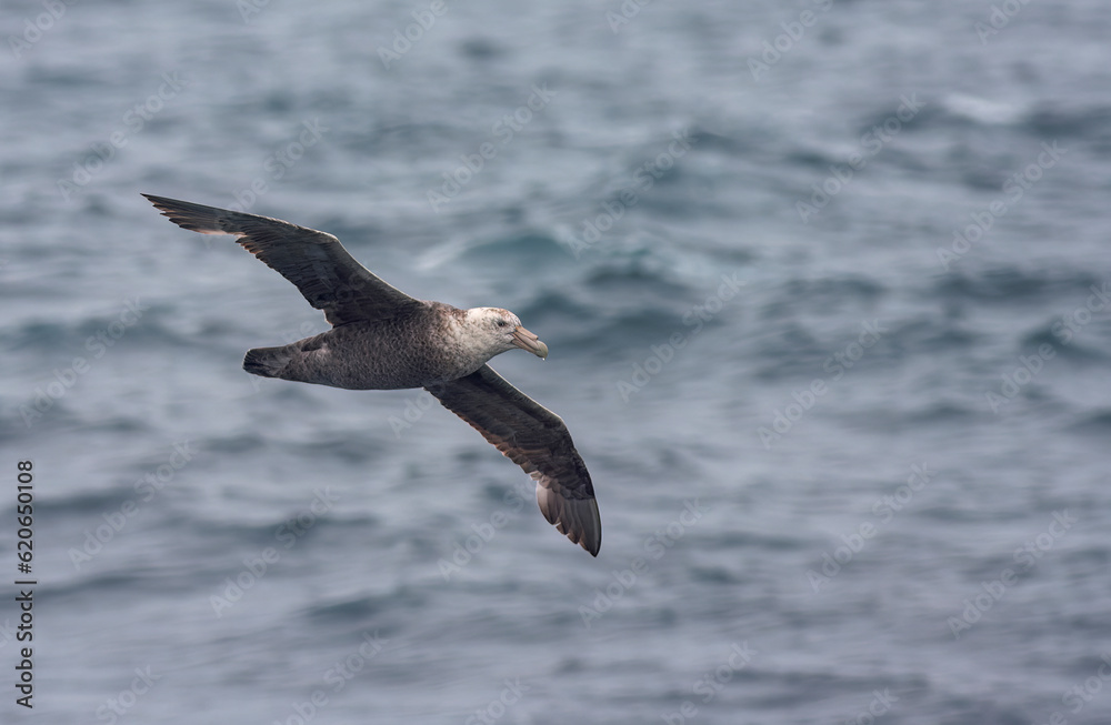 Southern Giant Petrel, Macronectes giganteus Southern Giant Petrel, Macronectes giganteus