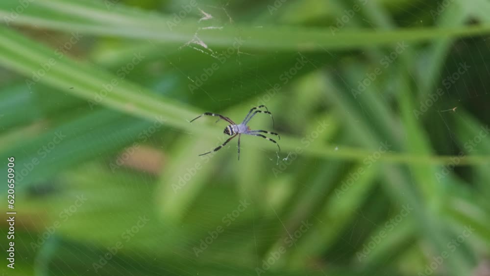 Vertical video. Argiope Anasuja resting on web of spider by the green grass on Maldivian island, wildlife in tropics