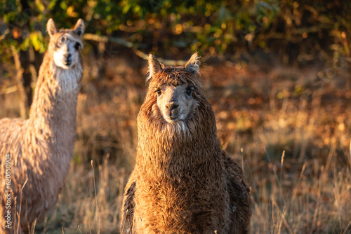 Two alpaca  photo
