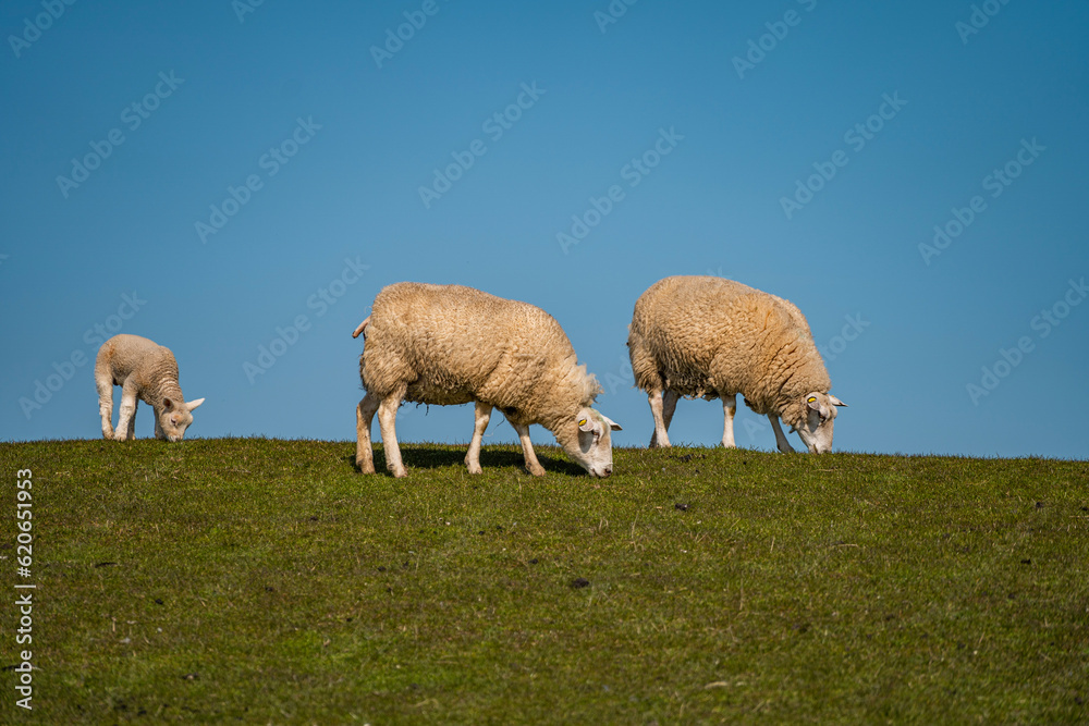 Fototapeta premium sheep in the field