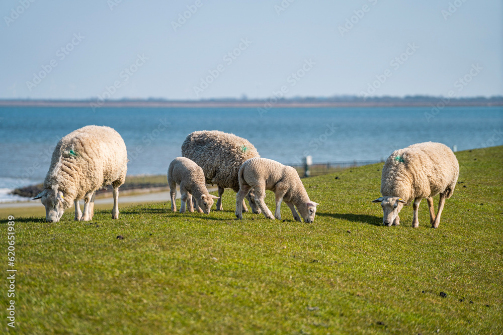 Obraz premium sheep and lambs