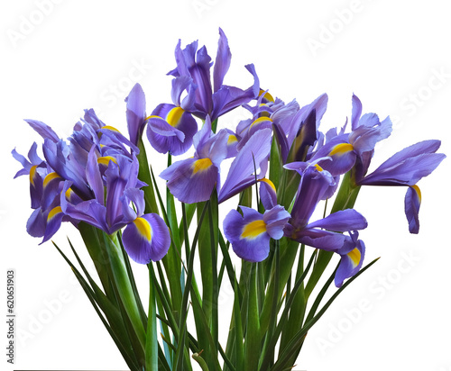 Foto A bush of violet irises — Irises Sibirica isolated on a transparent background