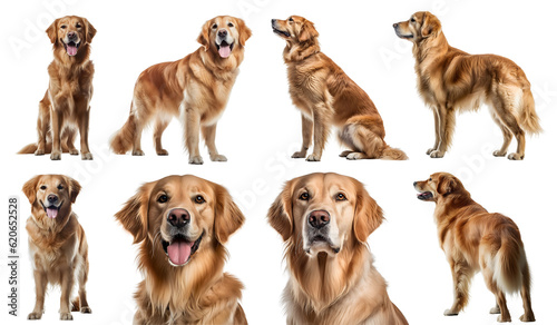 Golden Retriever dog puppy, many angles and view portrait side back head shot isolated on transparent background cutout, PNG file