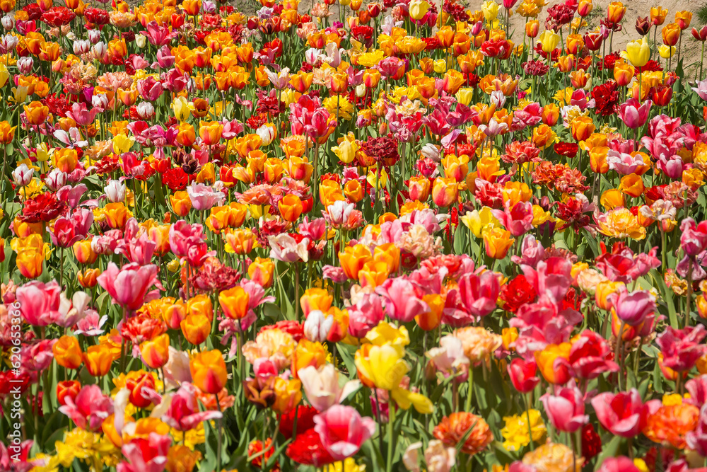 Background of a field of colorful tulips. Field of colorful tulips in spring.