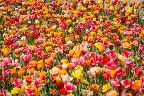Obraz na płótnie Background of a field of colorful tulips. Field of colorful tulips in spring. w salonie