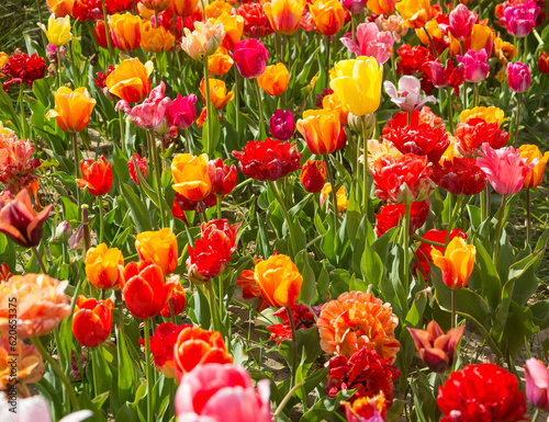 Background of a field of colorful tulips. Field of colorful tulips in spring