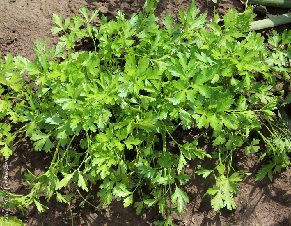 Parsley grows in open ground Parsley grows in open ground
