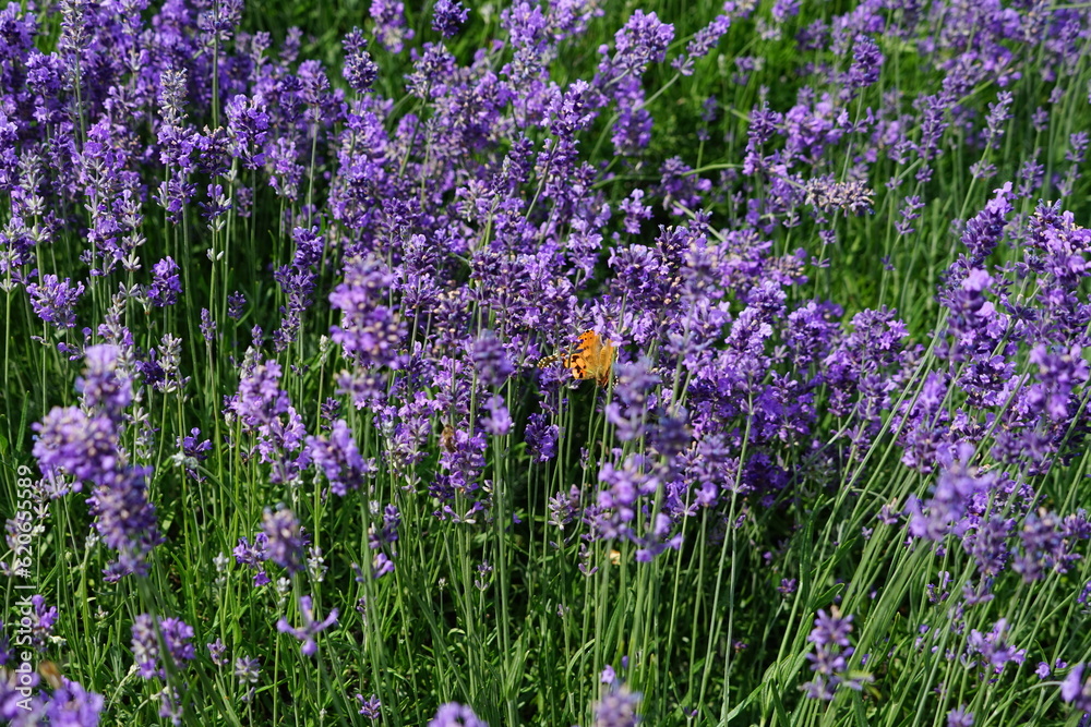 lavendel, blume, natur, lila, feld, pflanze, blume, lavendel, blume, natur, lila, feld, pflanze, blume,