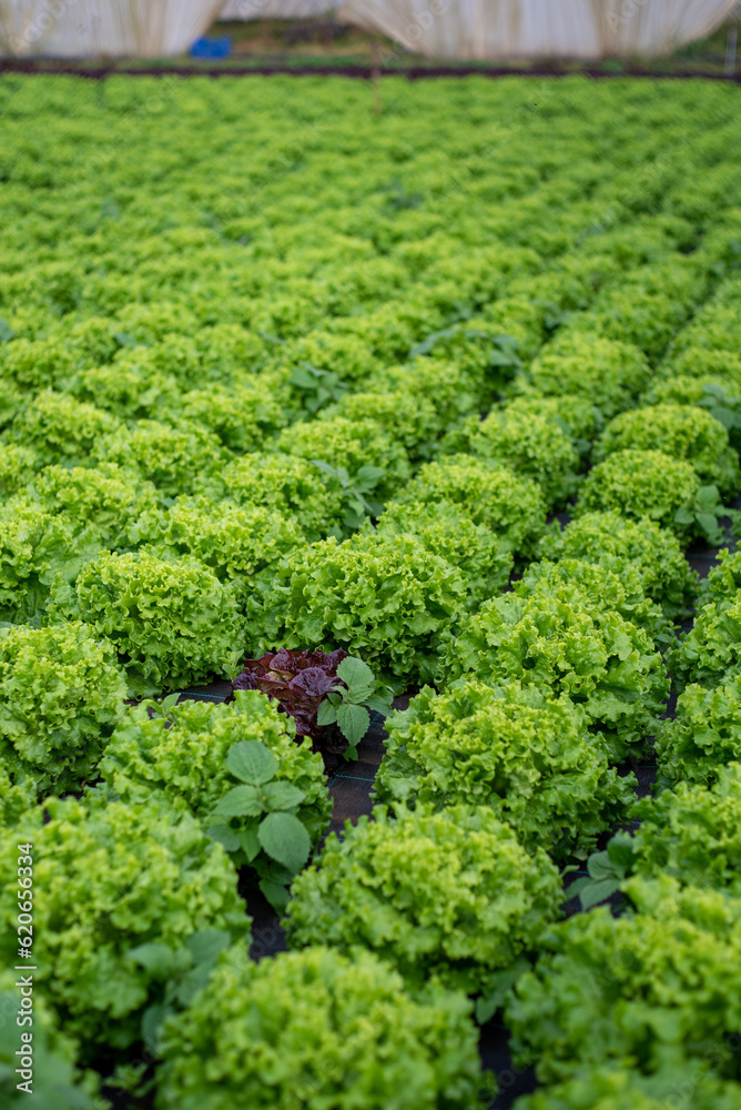 Unique diverse lettuce in green field Unique diverse lettuce in green field