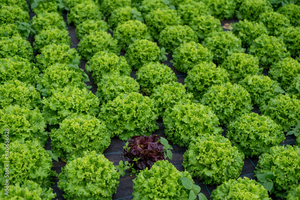 Lettuce produced in greenhouse Lettuce produced in greenhouse