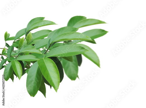 Fresh green tree branch isolated on transparent background.