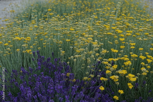Salbei  mit gelben Würtzpflanzen
