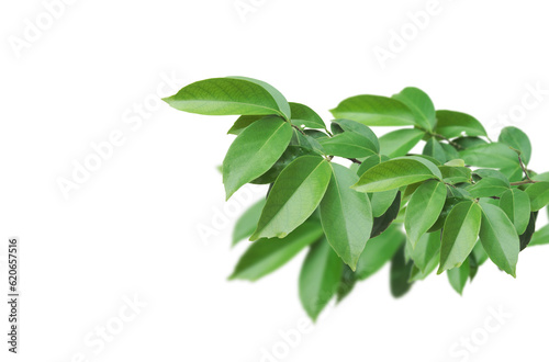 Green tree branch isolated on transparent background.