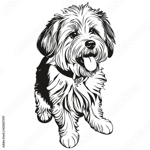 Coton de Tulear dog realistic pet illustration, hand drawing face black and white vector sketch drawing
