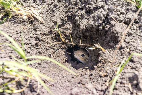 close up shot of  A curious European ground squirrel
( Spermophilus citellus ) in it's hole photo