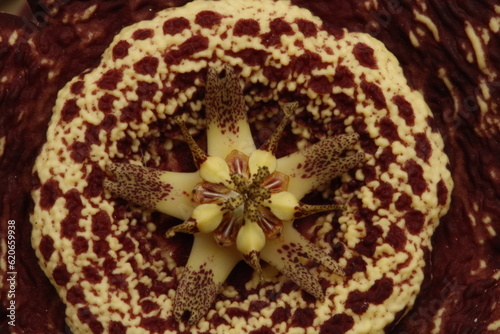 centro de flor con pistilos de stapelia orbea variegata color amarillo con puntos magentas en forma de estrella vista cenital photo