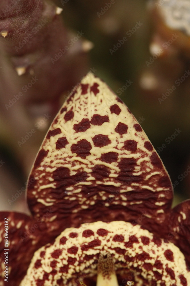 close up de petalo de flor de stapelia orbea variegata color amarillo con puntos magentas en forma de estrella vista cenital close up de petalo de flor de stapelia orbea variegata color amarillo con puntos magentas en forma de estrella vista cenital
