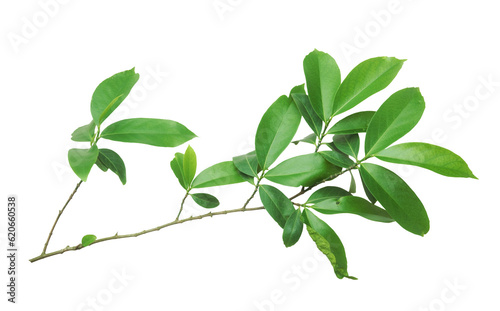 Fresh green leaves branch isolated on transparent background.