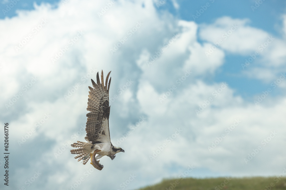 Fototapeta premium Osprey carrying fish talons