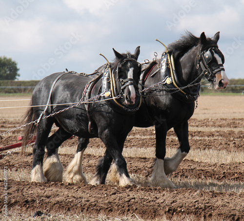 Wallpaper Mural Two Large Farm Working Shire Horses Ploughing a Field. Torontodigital.ca