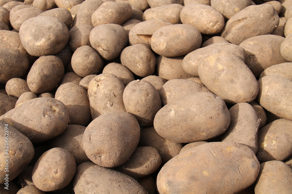 A Background Image of Newly Harvested Potatoes. A Background Image of Newly Harvested Potatoes.