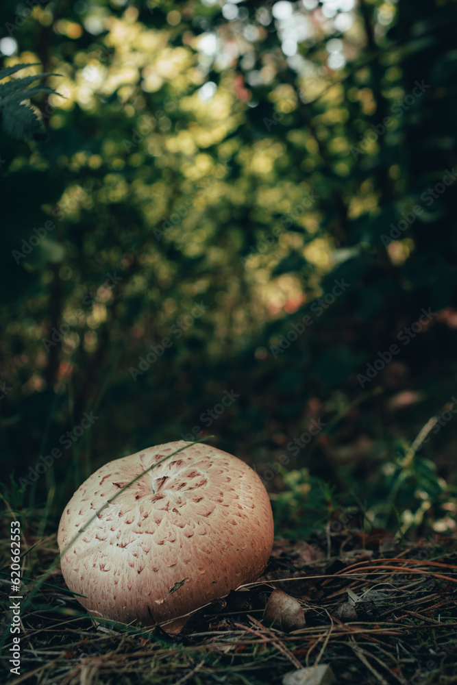 Obraz premium mushroom in the forest