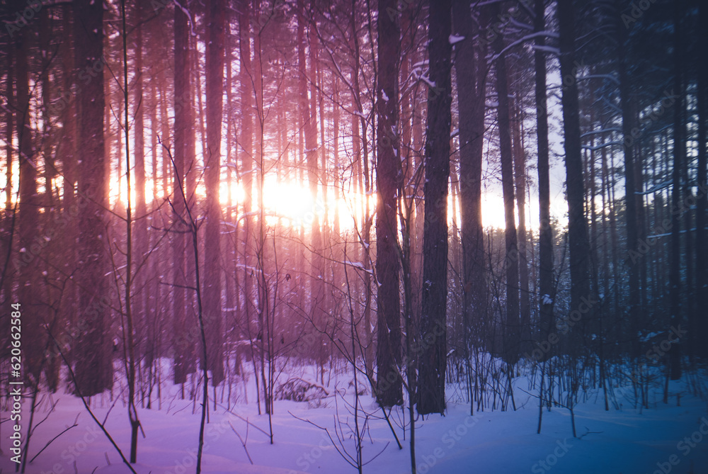 sunset in the forest sunset in the forest