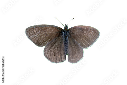 aphantopus hyperantus ringlet, butterfly isolated on white background transparent photo