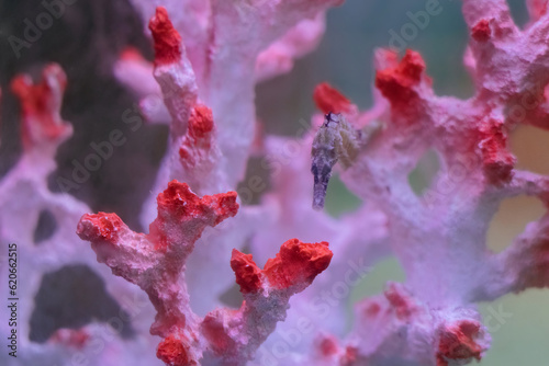 seahorse hiding in coral reef photo