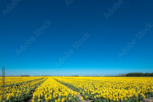 Tulip field  in Flevoland province, The Netherlands || Tulpenveld in Flevoland photo
