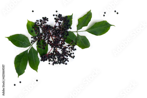 Black berries elderberry ( Sambucus nigra ) and leaves on a white background. Common names: elder, black elder, European black elderberry. Top view, flat lay