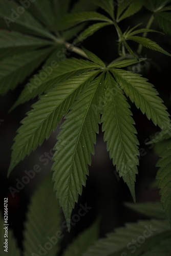 hoja de cannabis verde con fondo oscuro
