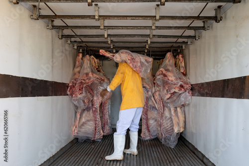 Butcher inside refrigerated truck hanging meat carcasses photo
