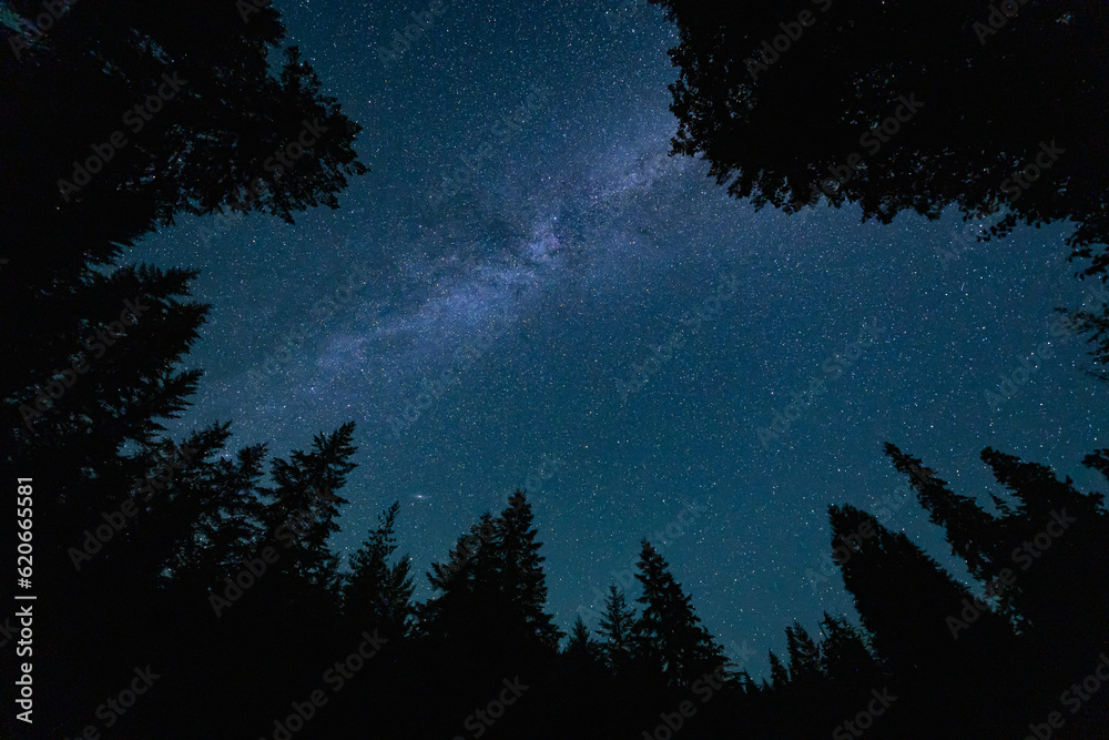 Milky Way framed by trees Milky Way framed by trees