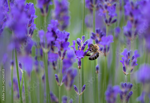 purple lavender flowers and green grass  honey bee pollinating flowers  pollinating with pollen and drinking nectar  latin levandula