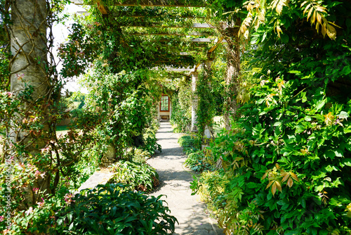Plants growing over a wooden pergola