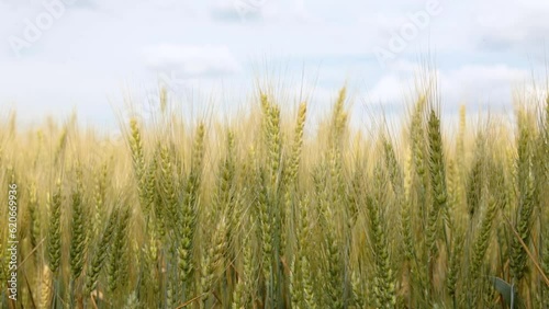 Green spikelets of wheat against the sky.