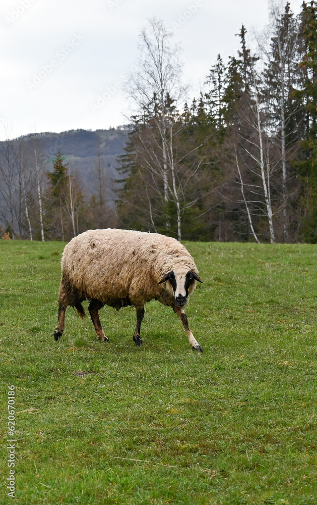 A beige sheep calmly grazes in a meadow in the background trees and mountains.