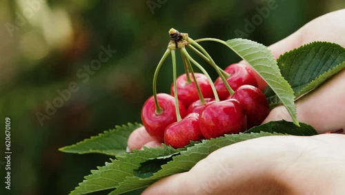 Woman holding  in palm fresh plucked cherries. Close-up.