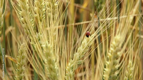 Ladybug crawls on ears of wheat that sway in the wind in the field.