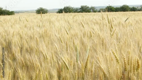 Green spikelets of wheat sway in the wind.