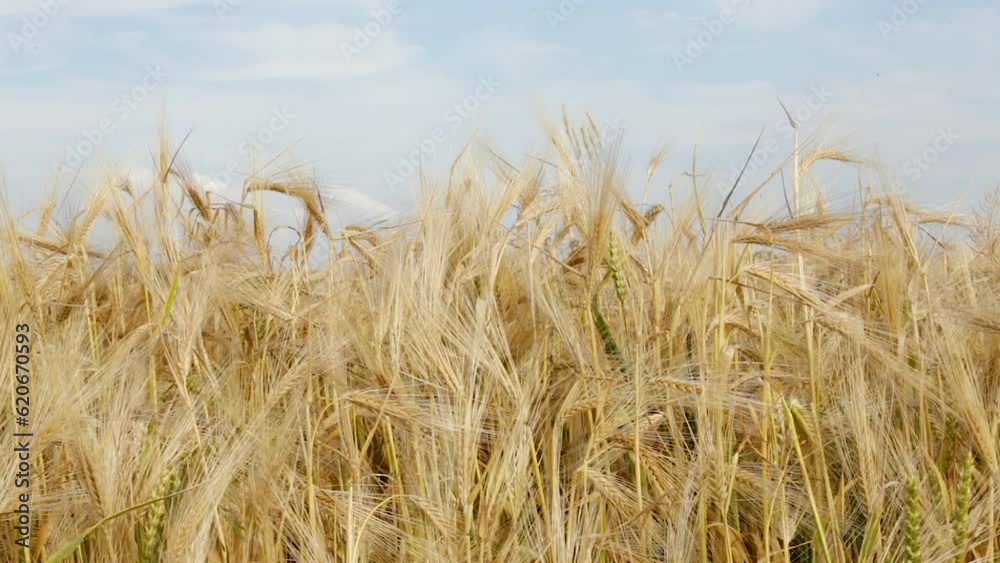 Spikelets of barley sway in the wind against the blue sky. Spikelets of barley sway in the wind against the blue sky.
